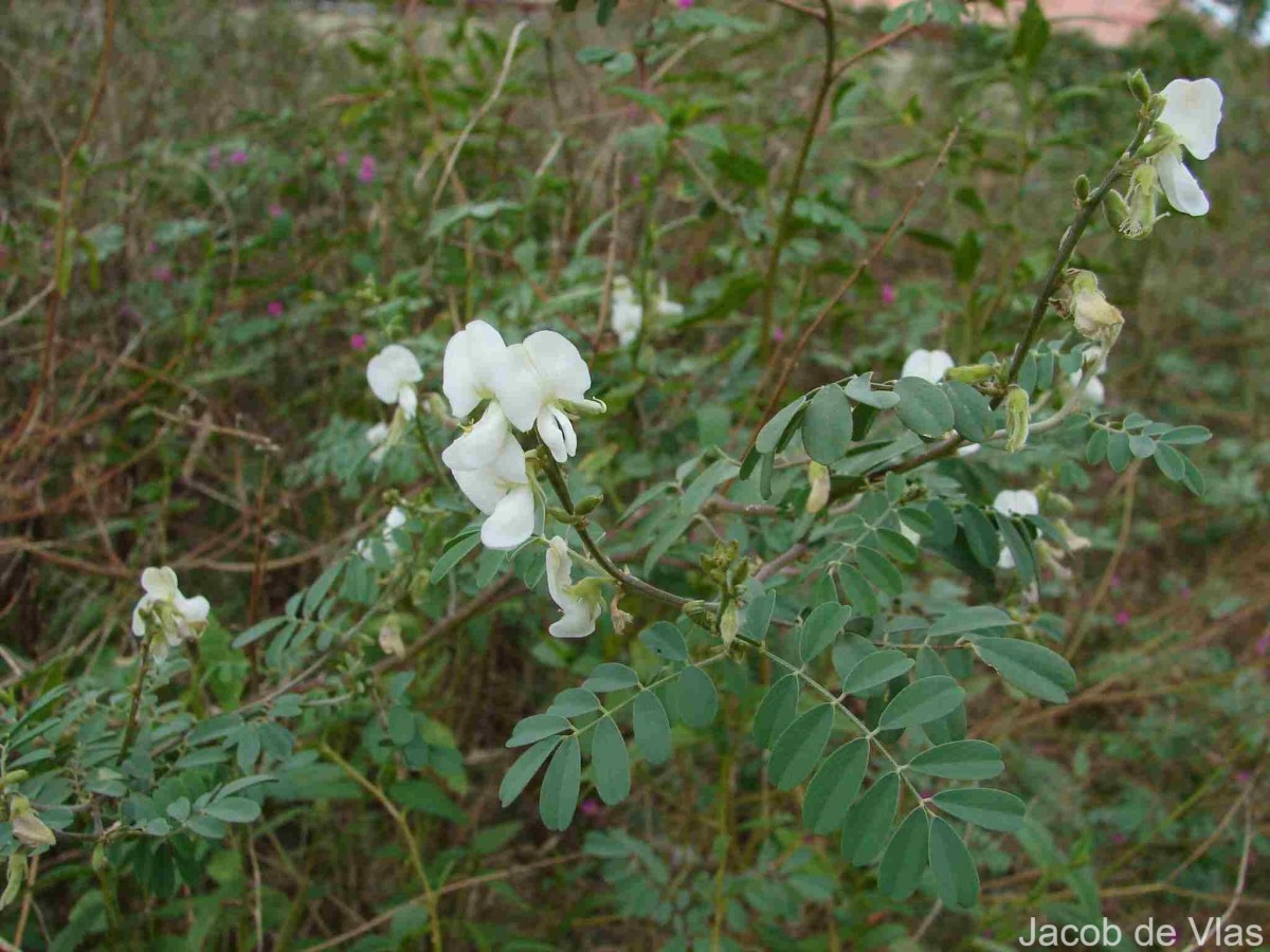 Tephrosia villosa (L.) Pers.